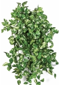 Mini Pothos bush x 560 560 cm