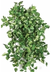 Mini Pothos bush x 560 560 cm