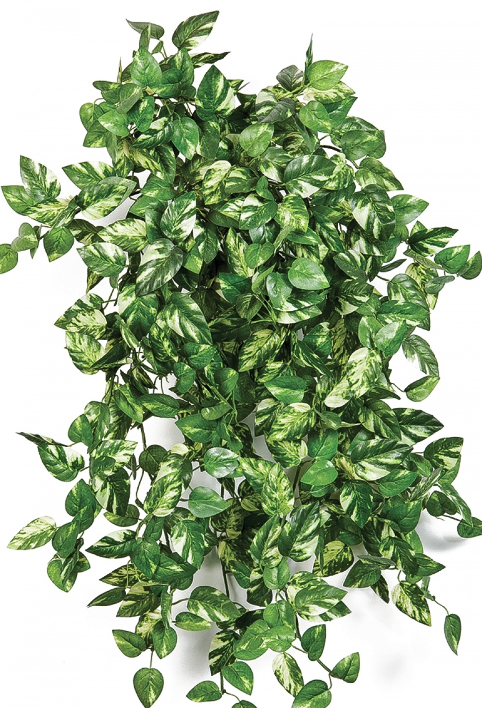 Mini Pothos bush x 560 560 cm