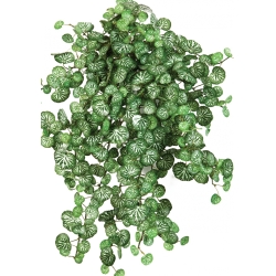 Mini Saxifraga x 560 560 cm