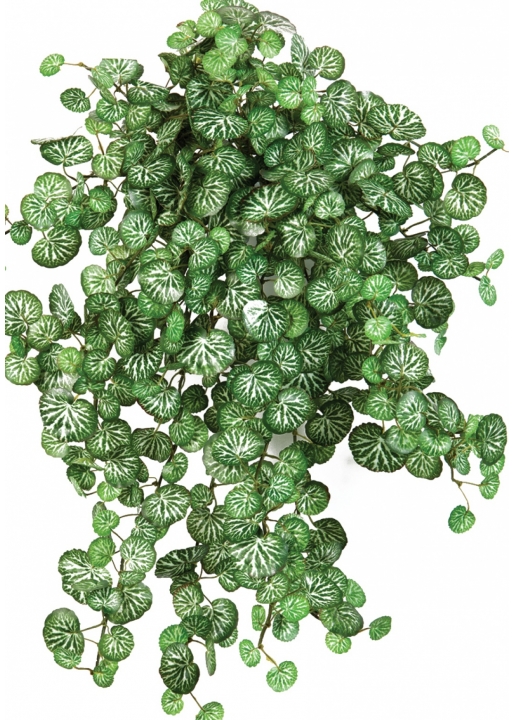 Mini Saxifraga x 560 560 cm