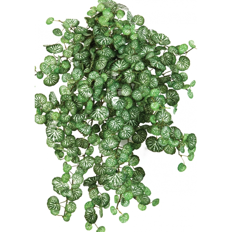Mini Saxifraga x 560 560 cm