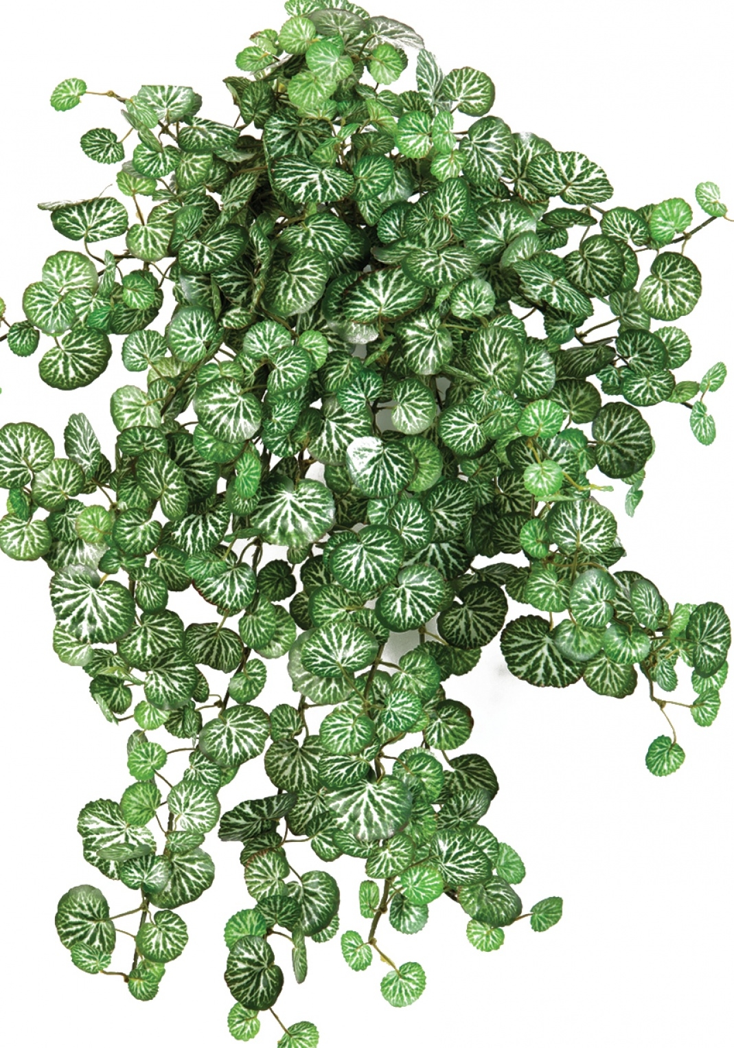 Mini Saxifraga x 560 560 cm