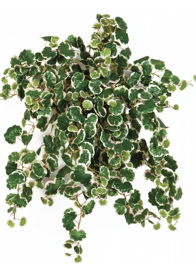 Mini Strawberry x 560 560 cm