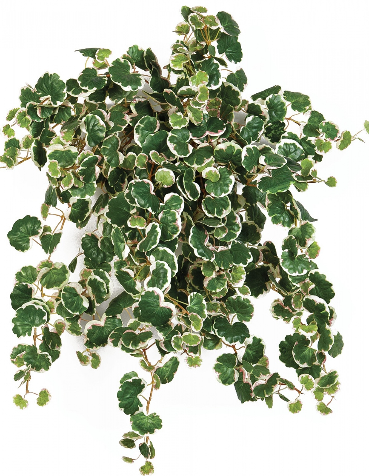 Mini Strawberry x 560 560 cm