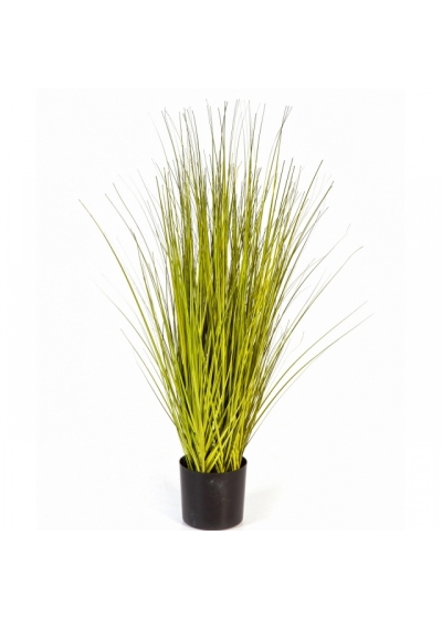 Miscanthus Gold Grass 85-125 cm