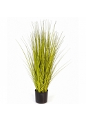Miscanthus Gold Grass 85-125 cm