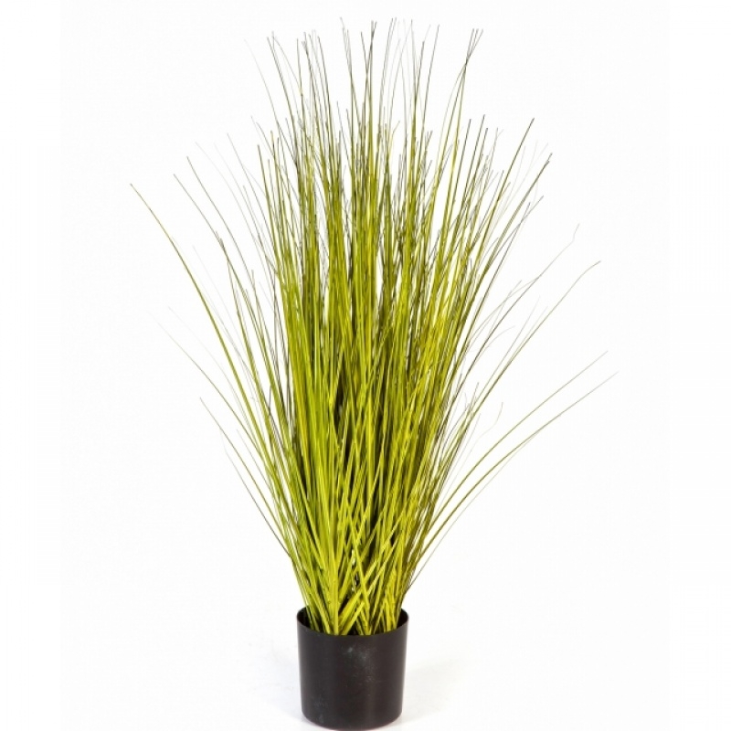 Miscanthus Gold Grass 85-125 cm