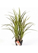 Natural Grass w/pot 75 cm