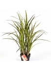 Natural Grass w/pot 75 cm