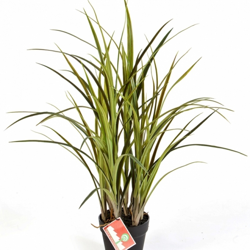 Natural Grass w/pot 75 cm