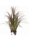Natural Red Grass w/pot 75 cm