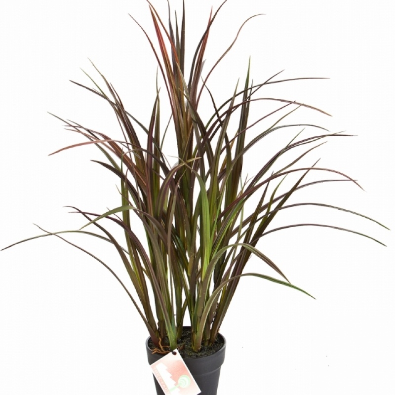 Natural Red Grass w/pot 75 cm
