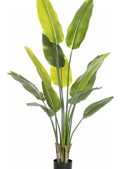 Natural Traveller Palm 160-180 cm