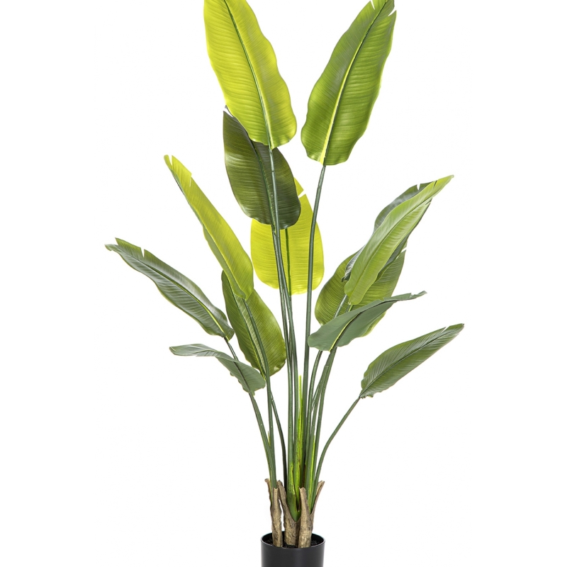 Natural Traveller Palm 160-180 cm