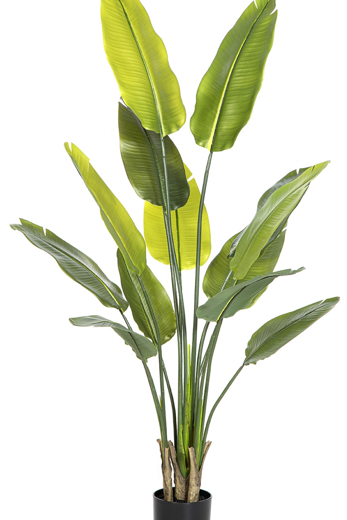 Natural Traveller Palm 160-180 cm