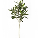 Natural olive spray 50 cm