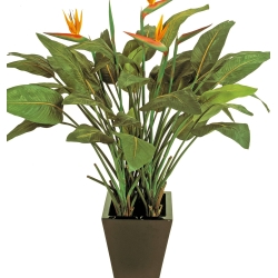 Natural strelitzia w/pot 130 cm