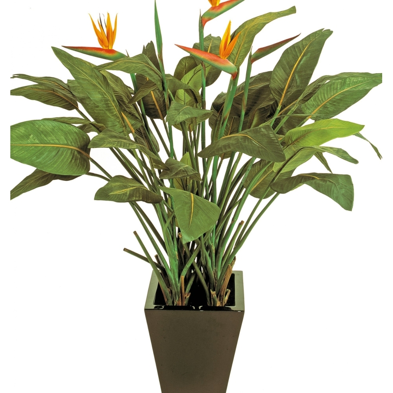 Natural strelitzia w/pot 130 cm