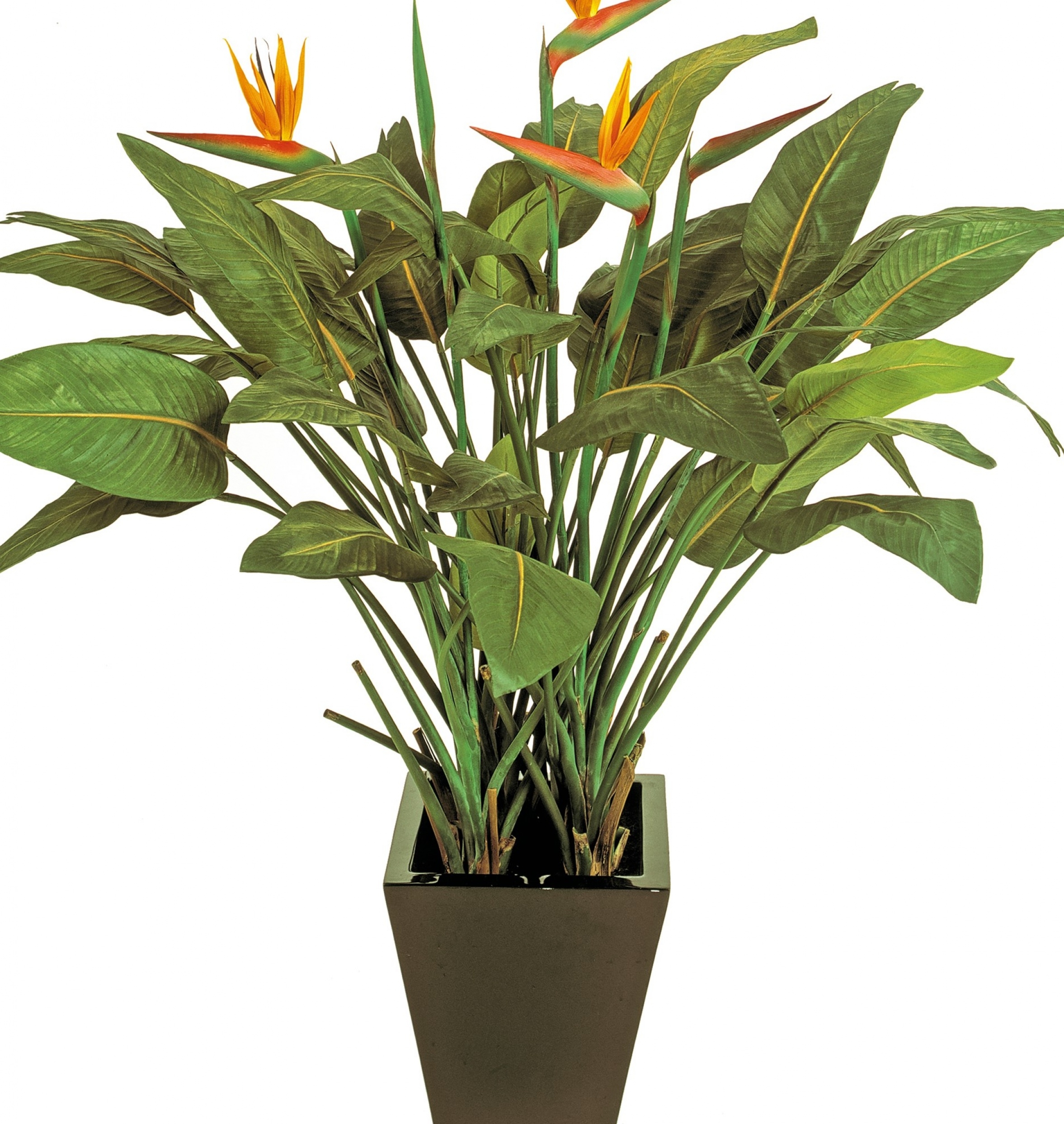 Natural strelitzia w/pot 130 cm