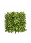 New Boxwood Square Carpet 25 cm