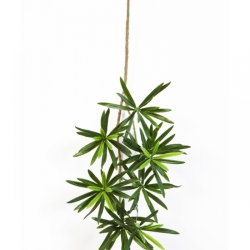 New podocarpus spray 53-66 cm