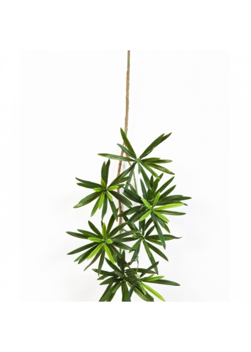New podocarpus spray 53-66 cm