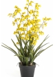 Oncidium Orchid Yellow 100 cm
