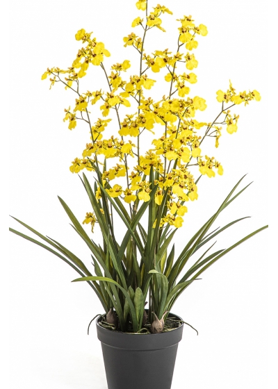 Oncidium Orchid Yellow 100 cm