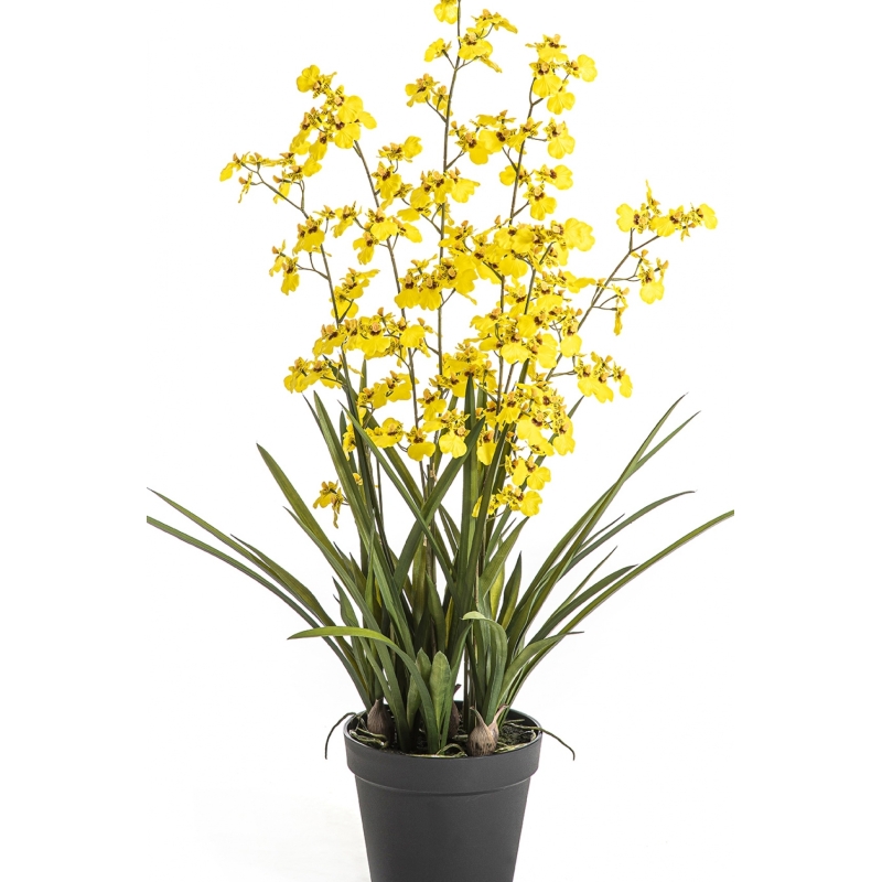 Oncidium Orchid Yellow 100 cm
