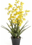 Oncidium Orchid Yellow 100 cm