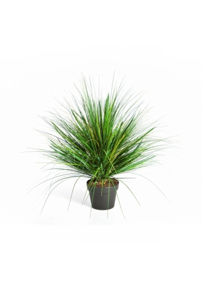 Onion Grass x 1624 50-70 cm