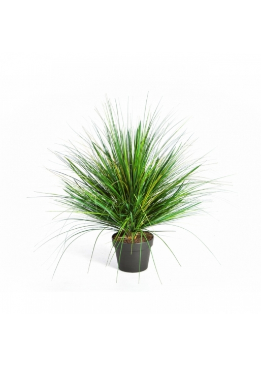 Onion Grass x 1624 50-70 cm