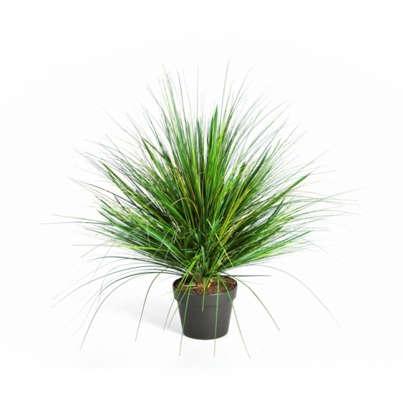 Onion Grass x 1624 50-70 cm