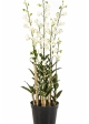 Orchid Dendrobidium White with Pot 132 cm
