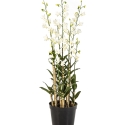 Orchid Dendrobidium White with Pot 132 cm