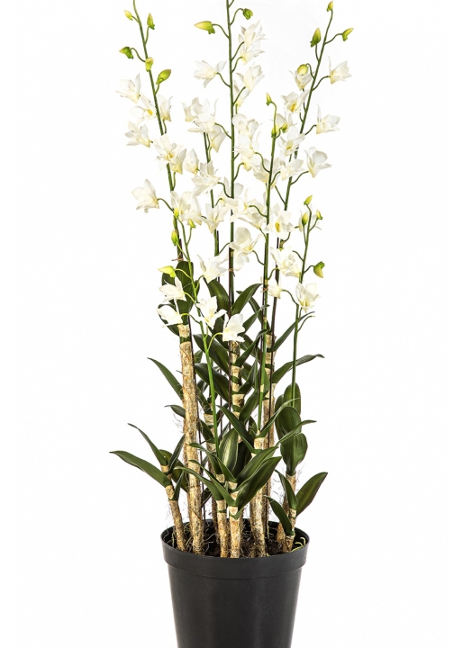 Orchid Dendrobidium White with Pot 132 cm