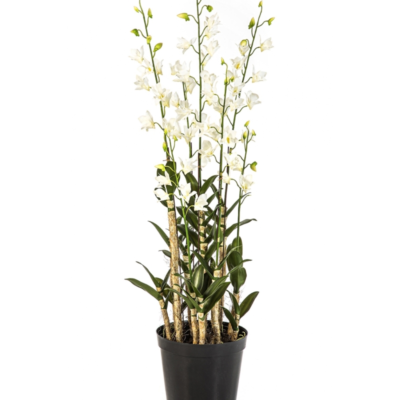 Orchid Dendrobidium White with Pot 132 cm