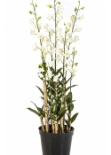 Orchid Dendrobidium White with Pot 132 cm