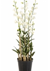 Orchid Dendrobidium White with Pot 132 cm