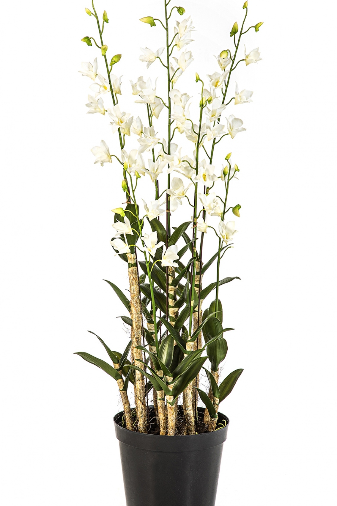 Orchid Dendrobidium White with Pot 132 cm