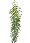 PHOENIX CURVED PALM LEAF SET