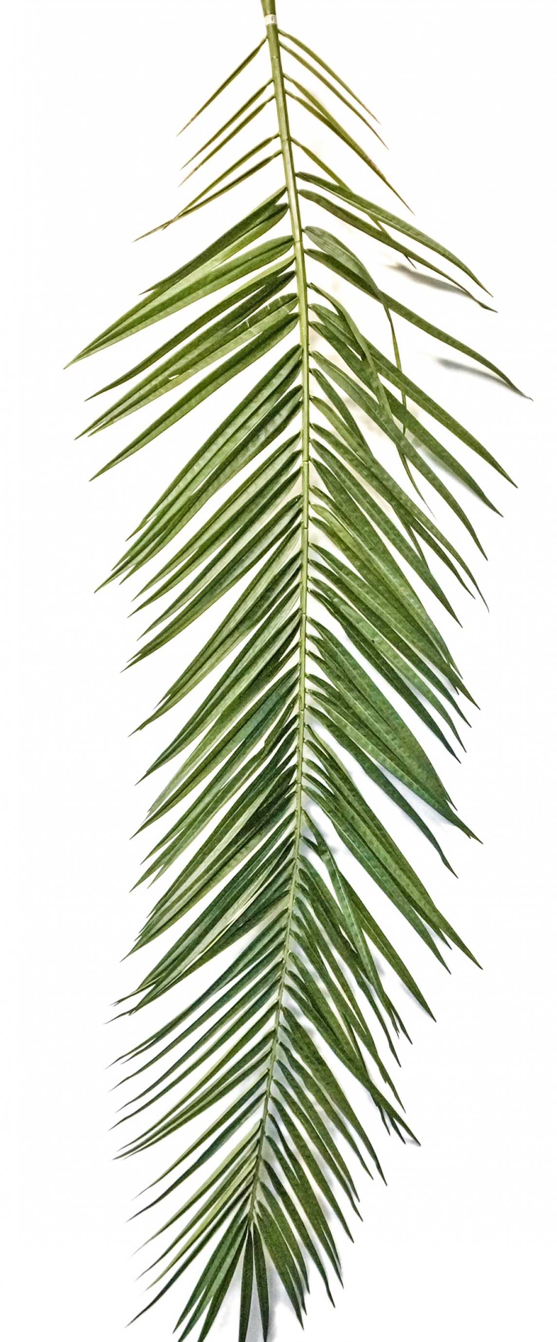 PHOENIX CURVED PALM LEAF SET