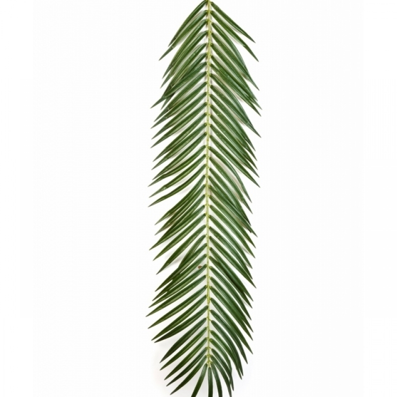 PHOENIX PALM SPRAY 88-126 cm