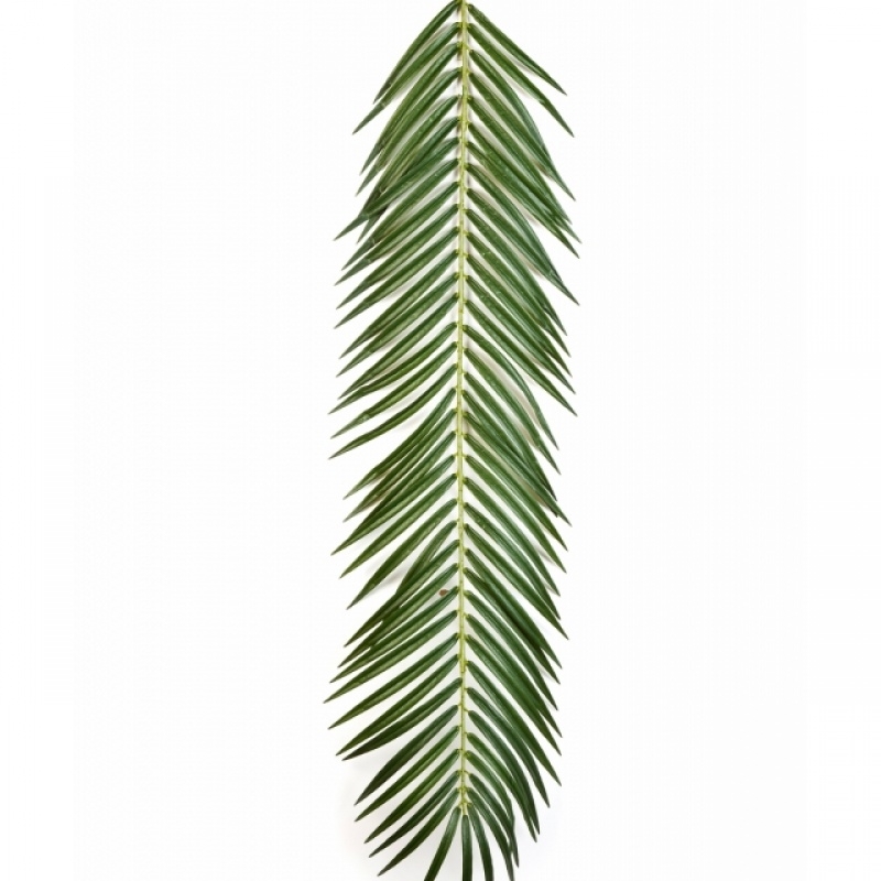 PHOENIX PALM SPRAY 88-126 cm