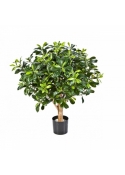 PITTISPORUM BALL TREE 65 cm