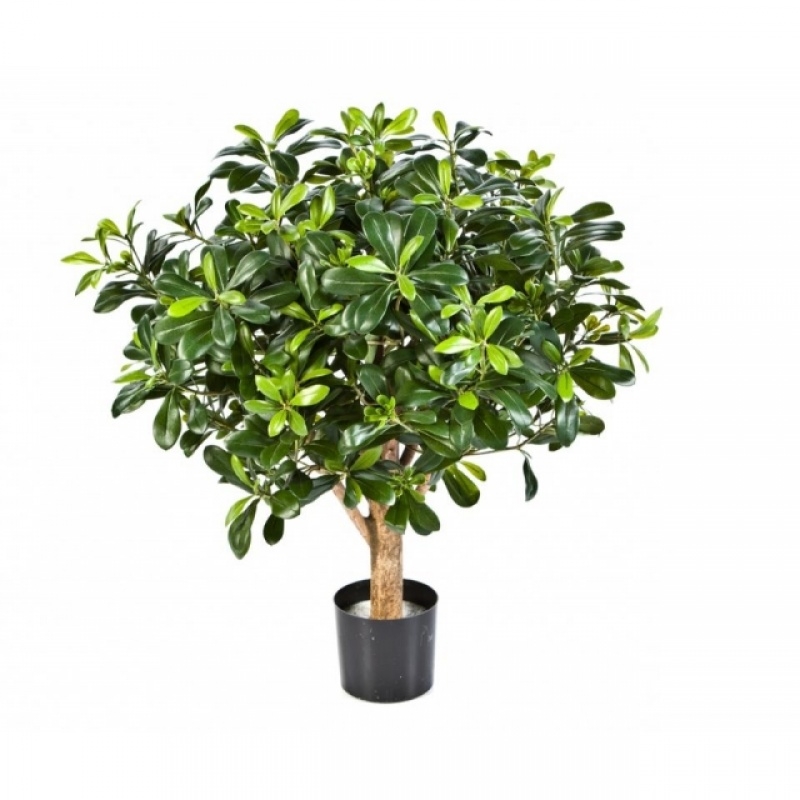 PITTISPORUM BALL TREE 65 cm