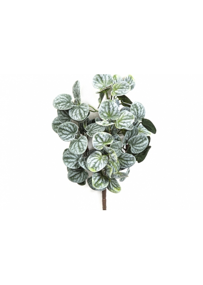 Peperomia Bush Green 33 cm