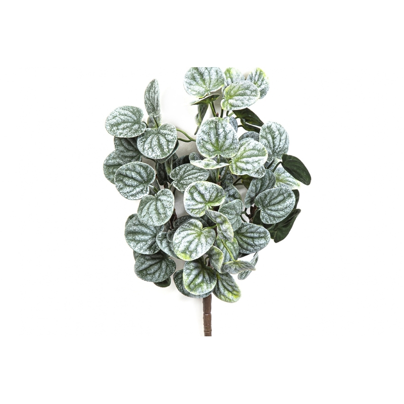 Peperomia Bush Green 33 cm