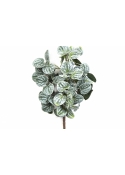 Peperomia Bush Green 33 cm